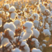 What are the key characteristics and benefits of cotton fabric?